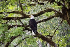 Bald-Eagle-Rogue-River-nggid0232-ngg0dyn-0x360-00f0w010c010r110f110r010t010