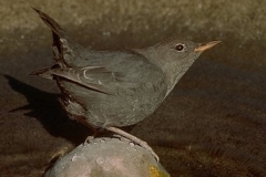 Dipper-nggid0233-ngg0dyn-0x360-00f0w010c010r110f110r010t010