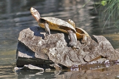 Turtles-on-the-Rogue-River-nggid0239-ngg0dyn-0x360-00f0w010c010r110f110r010t010