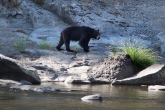 wildlife-nggid0241-ngg0dyn-0x360-00f0w010c010r110f110r010t010