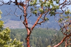 38085024-nggid0210-ngg0dyn-0x360-00f0w010c010r110f110r010t010