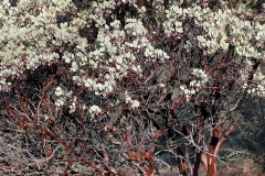 Bonine.04.viscida-nggid0212-ngg0dyn-0x360-00f0w010c010r110f110r010t010