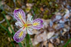 EPV0194-S-nggid0215-ngg0dyn-0x360-00f0w010c010r110f110r010t010