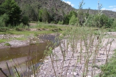 Planted-Willows-2-nggid0218-ngg0dyn-0x360-00f0w010c010r110f110r010t010