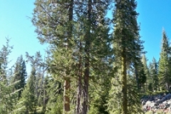 Port-Orford-Cedar-Tree-nggid0219-ngg0dyn-0x360-00f0w010c010r110f110r010t010