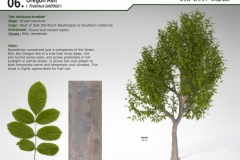 WE06-oregon-ash-01-nggid0221-ngg0dyn-0x360-00f0w010c010r110f110r010t010