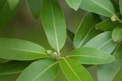 c-132-bay-leaf-nggid0213-ngg0dyn-0x360-00f0w010c010r110f110r010t010