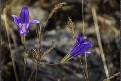 dsc2392-1-nggid0214-ngg0dyn-0x360-00f0w010c010r110f110r010t010