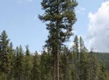 fcab007a0d69aa87c7c825c9864377f9-nggid0216-ngg0dyn-0x360-00f0w010c010r110f110r010t010