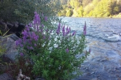 weasku-inn-nggid0222-ngg0dyn-0x360-00f0w010c010r110f110r010t010