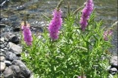 wildflower-rogue-river-oregon-nggid0223-ngg0dyn-0x360-00f0w010c010r110f110r010t010