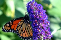 xDSC06499_v_1437582610.JPG.pagespeed.ic_.aG2LGDT4su-nggid0224-ngg0dyn-0x360-00f0w010c010r110f110r010t010