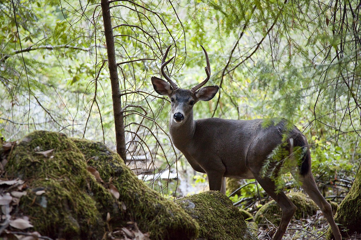 Wildlife along the Rogue River - Morrisons Rogue Wilderness Adventures