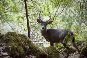 Deer on Oregon's Rogue River